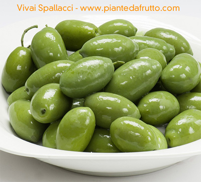 DILILLO-Olive 3G Verdi "Bella di Cerignola" secchio 5 kg/Olive 3g vödör-